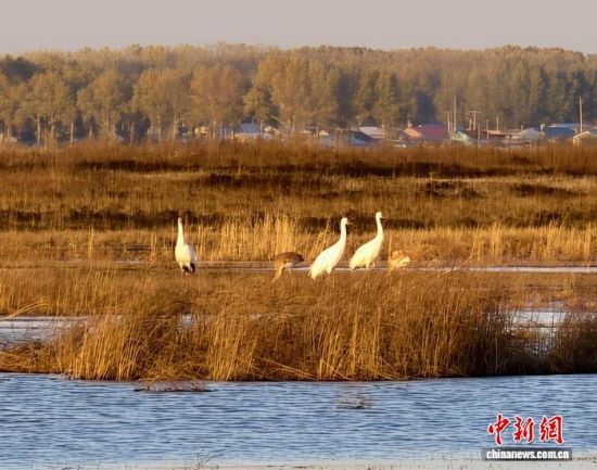 �ؚw�QȺ�ġ�С��(����)�����˰��QȺ�w�����r �z