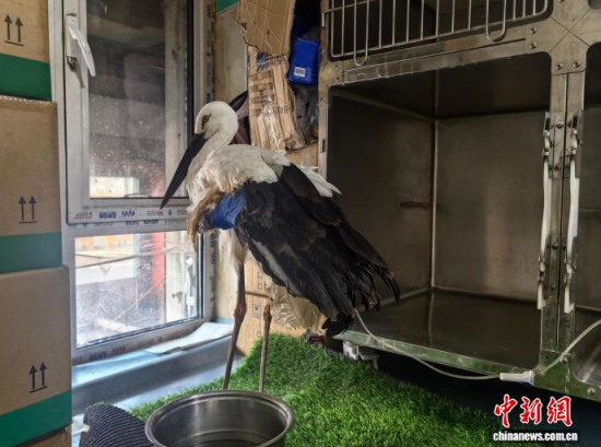 �܂��Ė|�����X���ڽ����ί�����ʯ���� �z