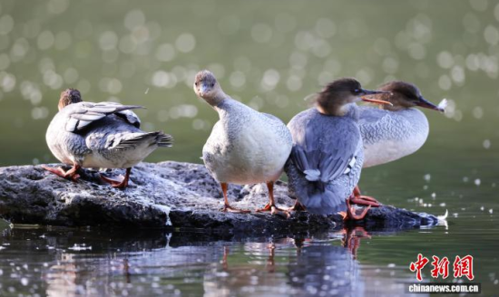 ���A��ɳ�����ԁ����w��ˮ��ʯ�^����Ϣ�����w��� �z